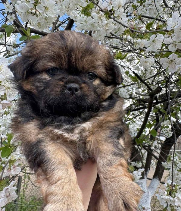 Чистокровне  цуценя   Пекінеса