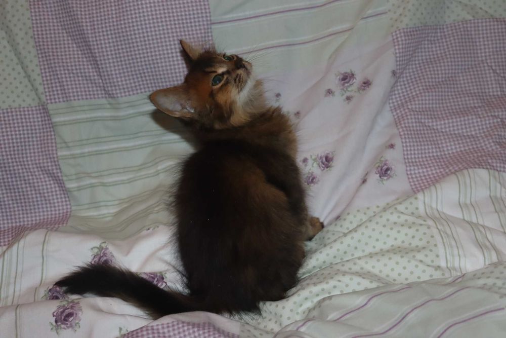 Сомалийский котик дикий окрас.