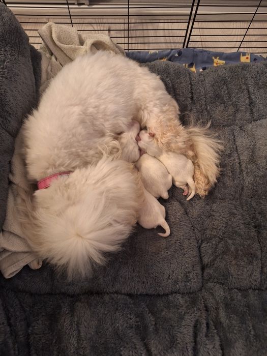 Maltańczyki szczeniaki 2 samce