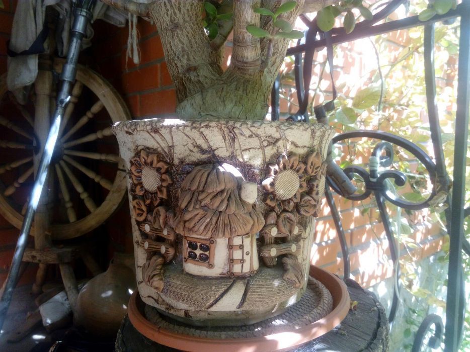 Денежное дерево.