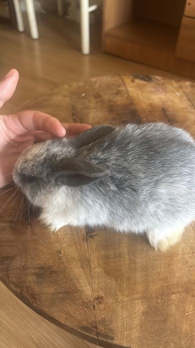Coelho anão bebe cinza meigo
