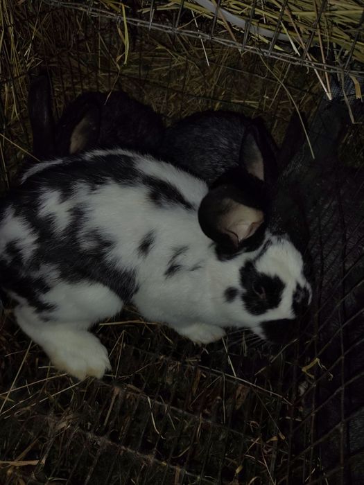 Кролики кролі,самець Полтавське срібло