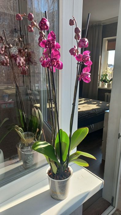 Орхідея фаленопсис пелорик Стеленбош