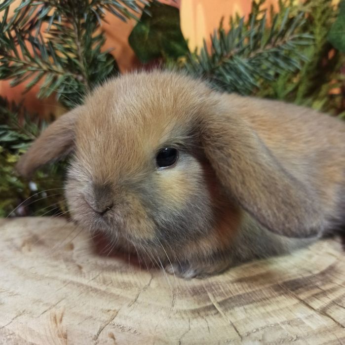 Питомник карликовых кроликов BAMBY предлагает