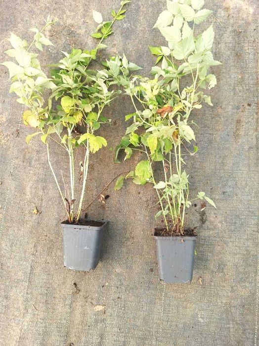 Sadzonki 2 letnie 70cm CAC! malina żółta, malina czarna Bristol