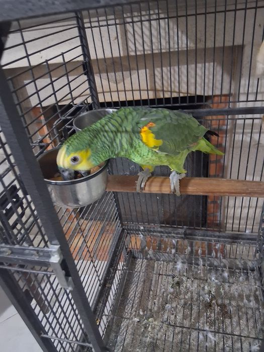 Papagaio amazonas aestiva com gaiola