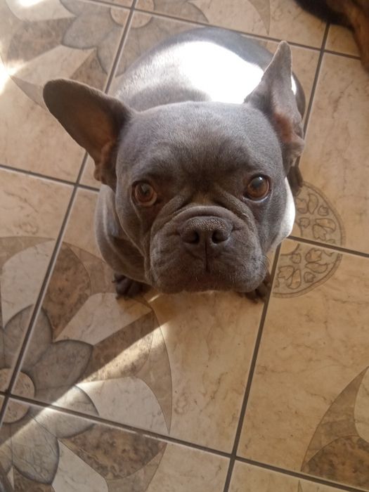 Buldog francuski blue