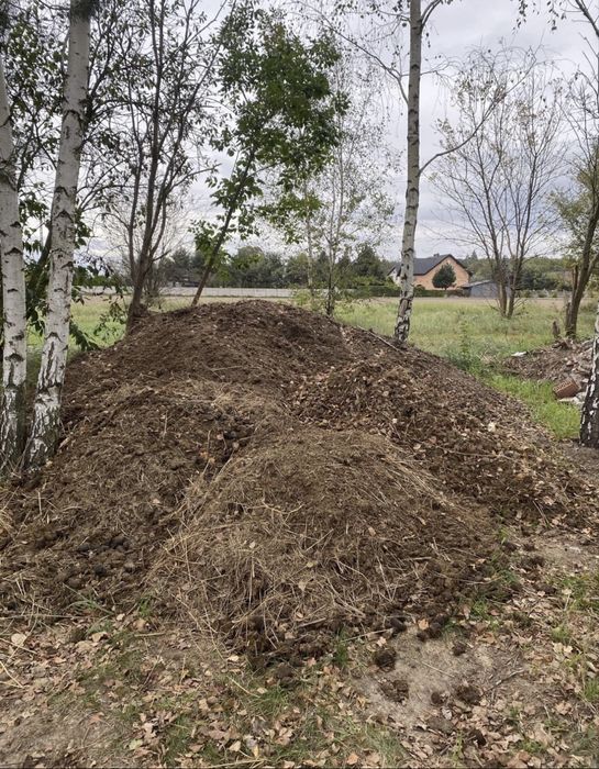 Obornik koński obornik koński