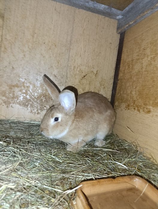 Królik samiec mieszany