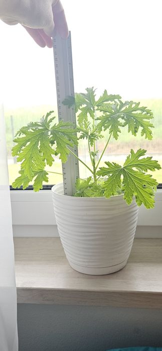 Anginka Geranium