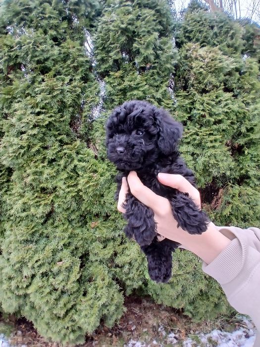 Pudel toy/ miniatura chłopczyk