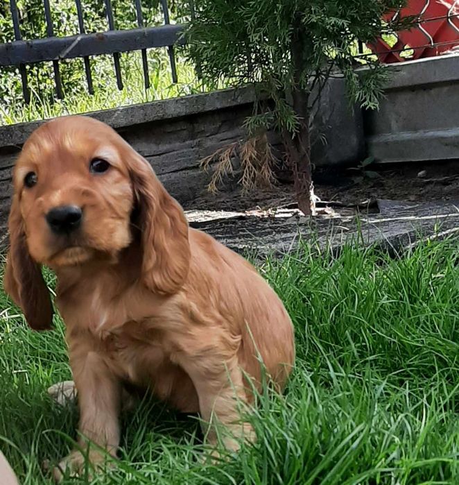 Cocker spaniel rezerwacja