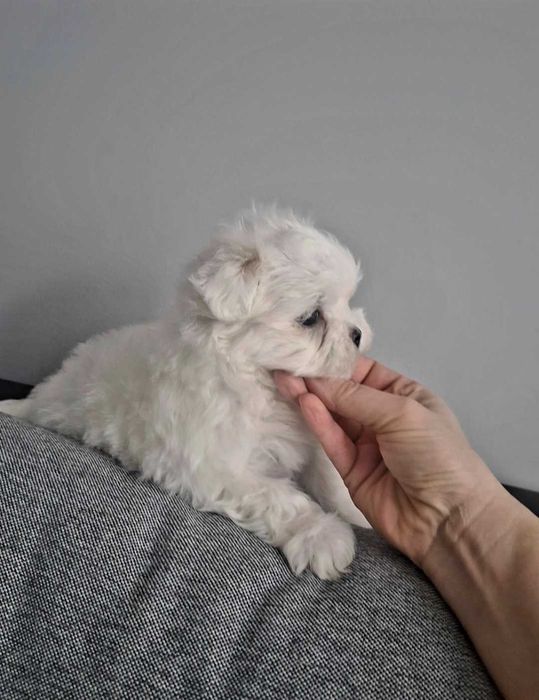 Maltańczyk po małych rodzicach