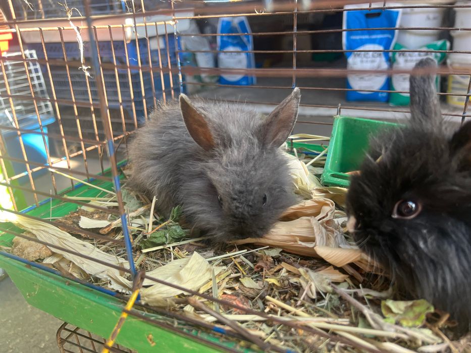 Кролики (гладкие, пушистые)