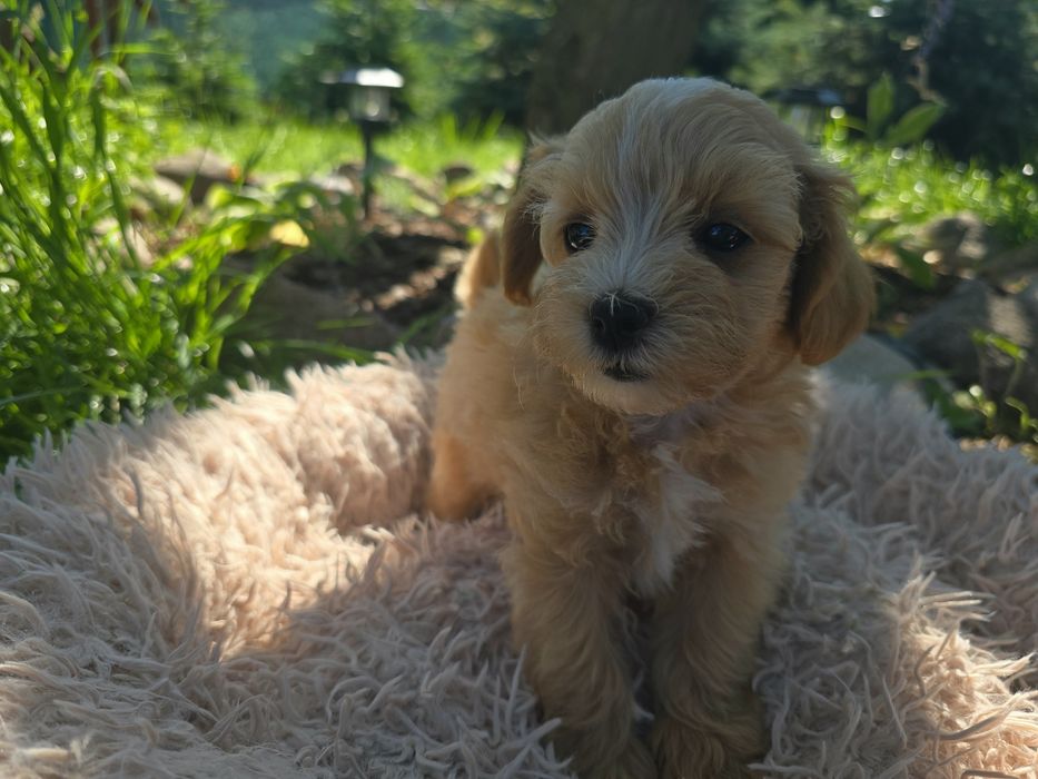 Maltipoo mini maleńki chłopiec