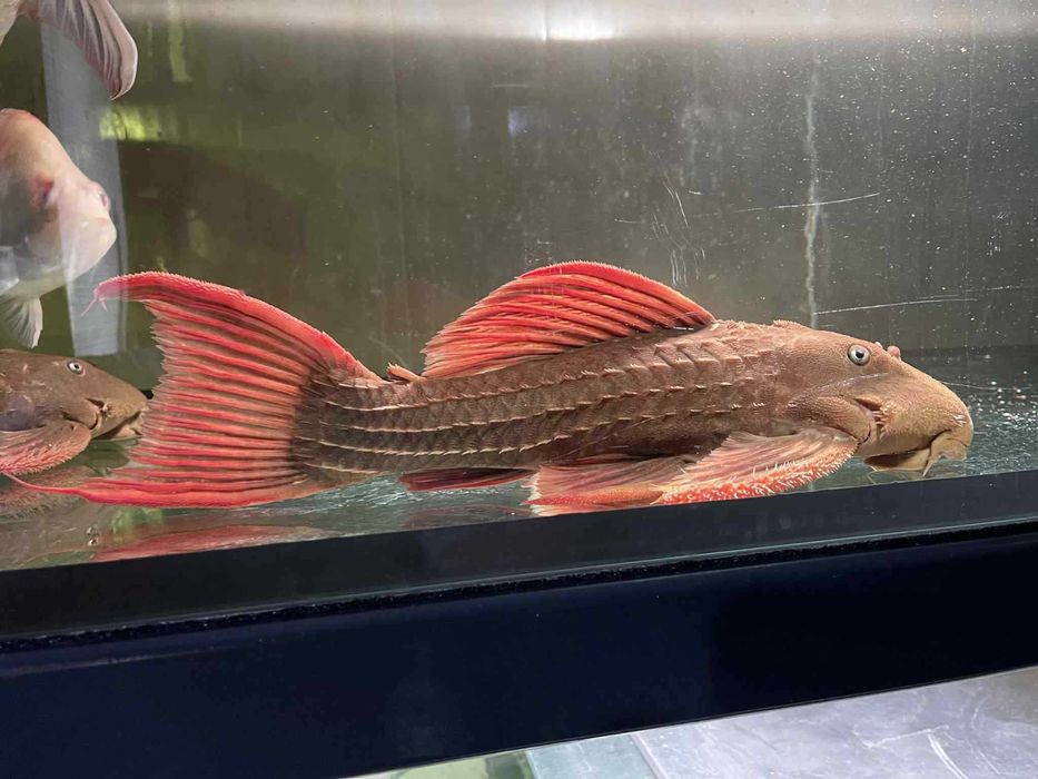 L024 redfin cactus pleco wild 40cm super red !