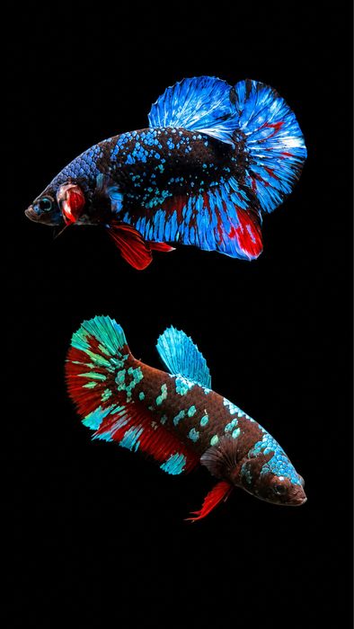 Diversidade de Bettas importados