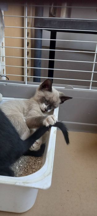 Bebés aos molhinhos