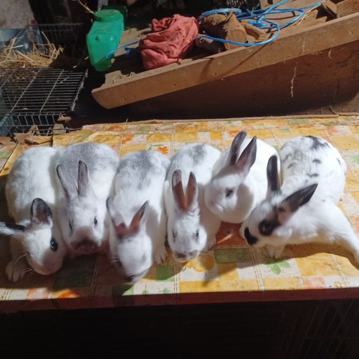 Coelhos  anões muito bonitos