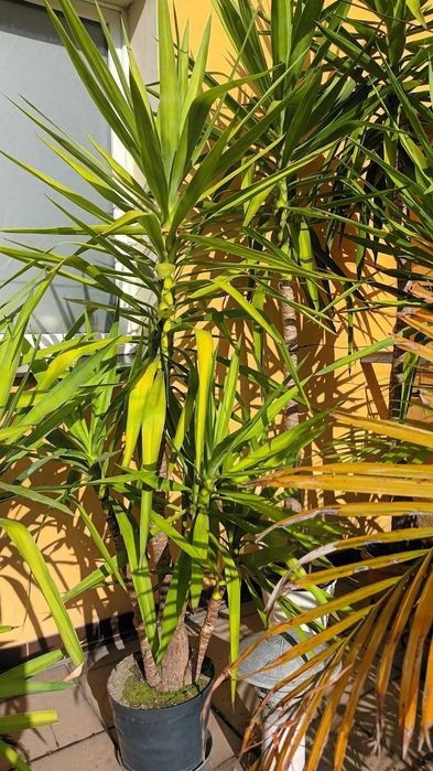 Juka Yucca małe i duże