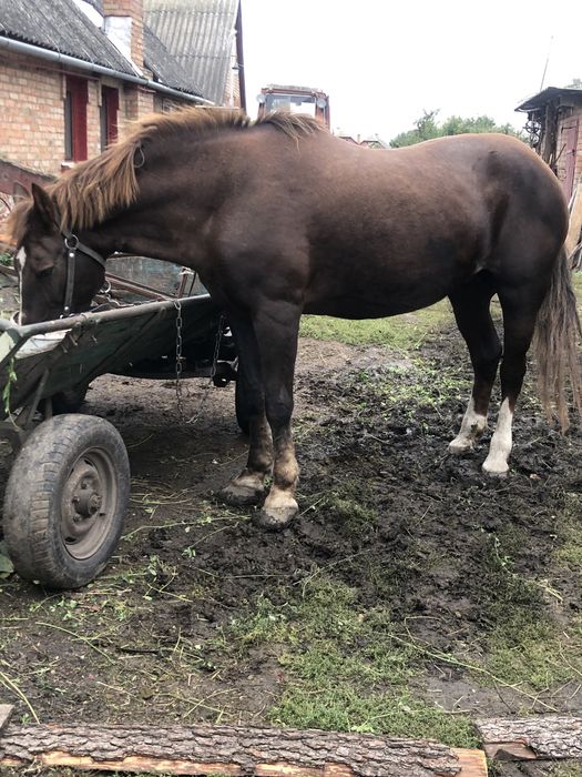 Продам кобил………..