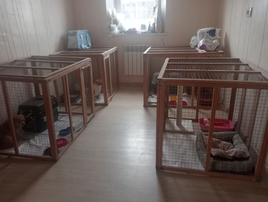 Продам бізнес перетримка собак та котиків