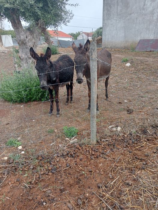 2 burrinhas para venda