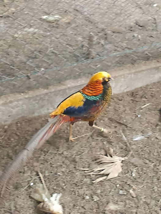 Sprzedam samca bażanta złotego.