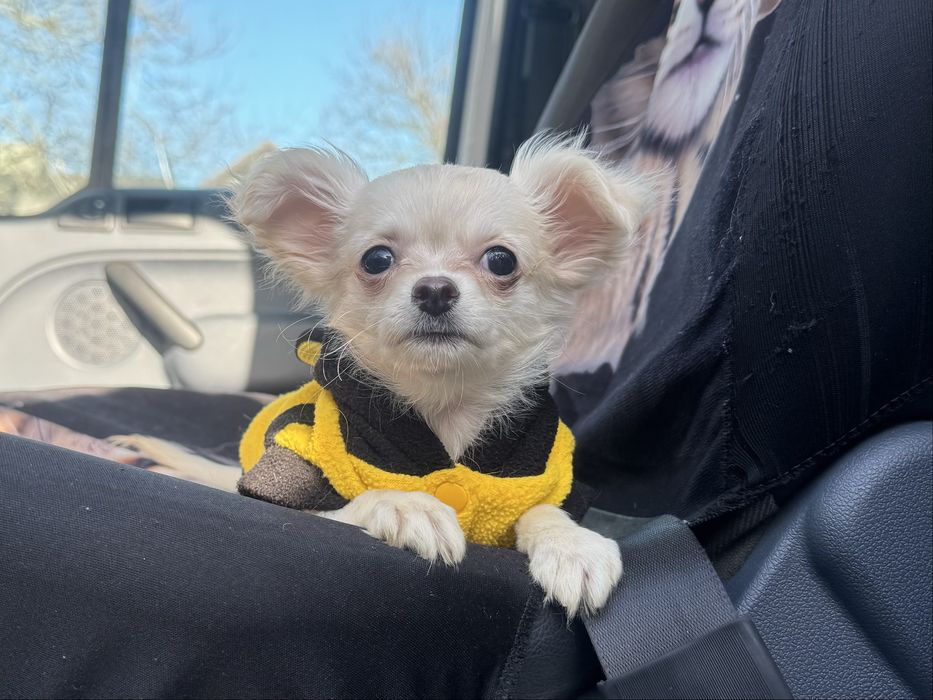 Очаровательный мальчишка чихуахуа