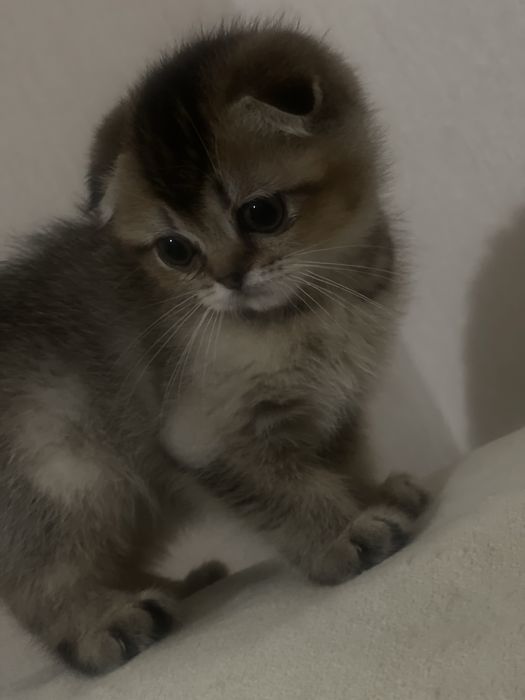 Продам девочку британская золотая шиншилла