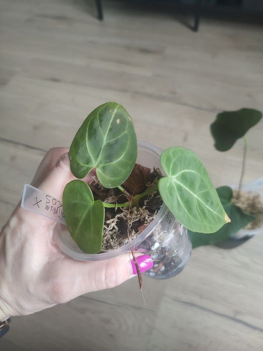 Anthurium papillilaminum x kos