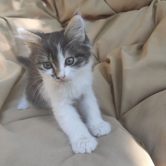 Кошеня шукає родину