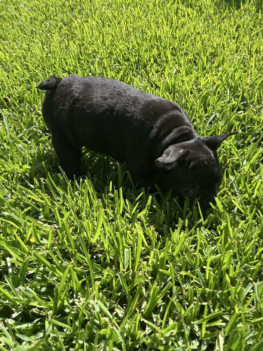 Bulldog frances Menina