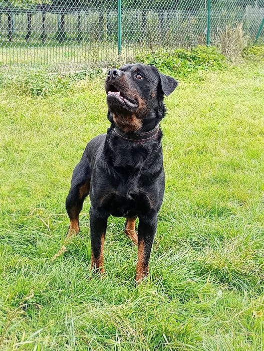 Loko 3 letni rottweiler do adopcji