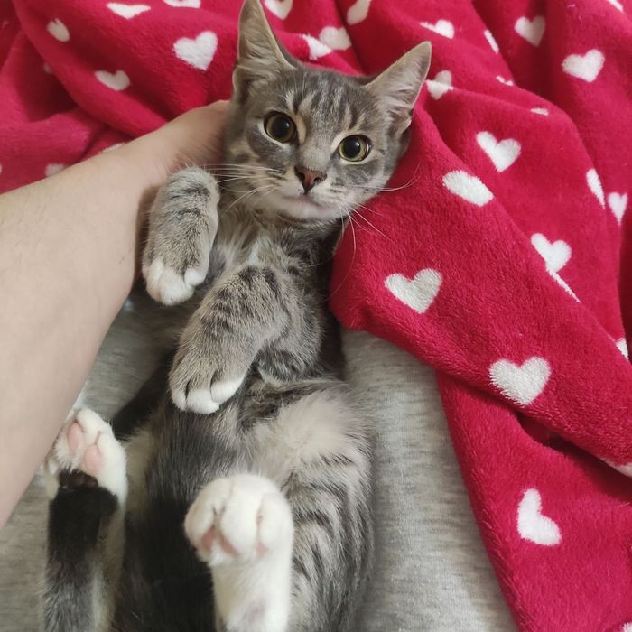 Отдам котёнка-мальчика