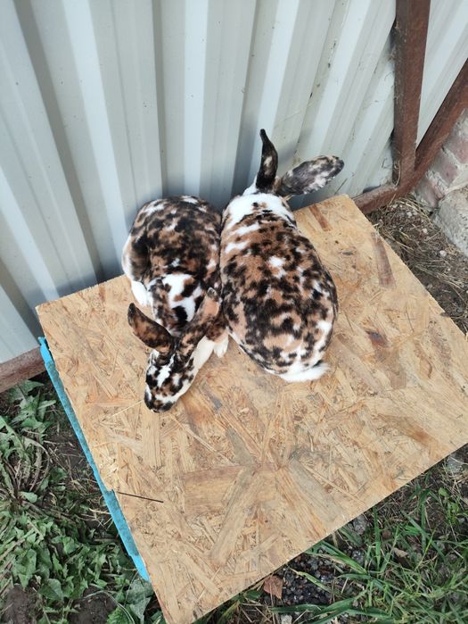 Króliki rex trójbarwny samce