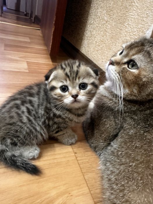 Шотландські кошенята