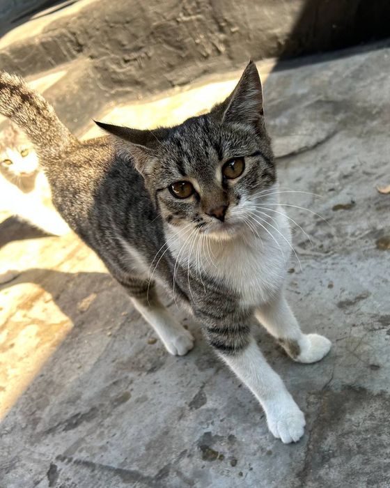 Кошенята безкоштовно