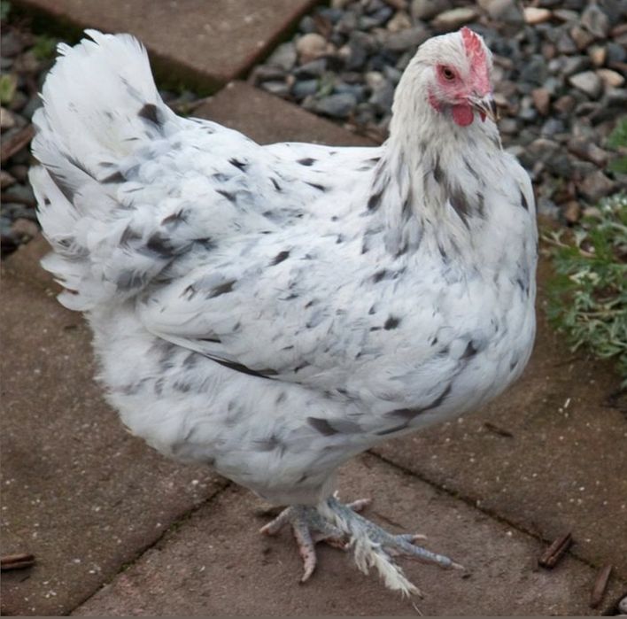 Marans Biały Jaja Legowe
