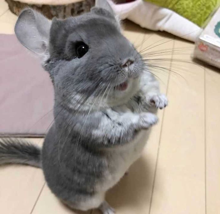 Coelhos mini Bebés+Gaiola nova+alimentação adequada