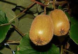 kiwi de origem biológica.
