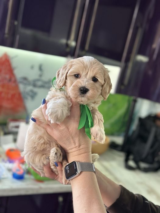 Мальтипу мальчишка