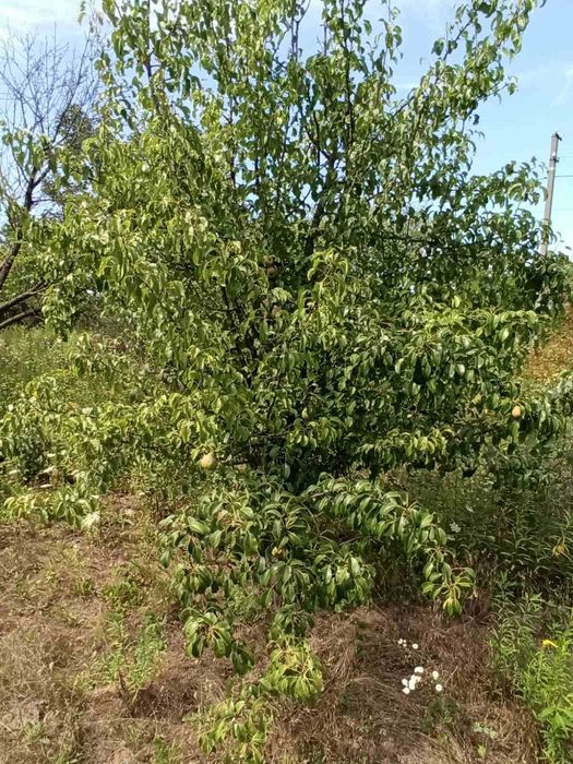 СВОЯ ділянка 22 сот с/т Держпром Мала Данилівка