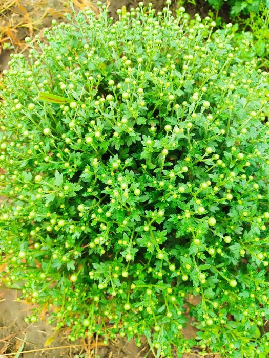 Хризантеми низькорослі шаровидні багаторічні різнокольорові