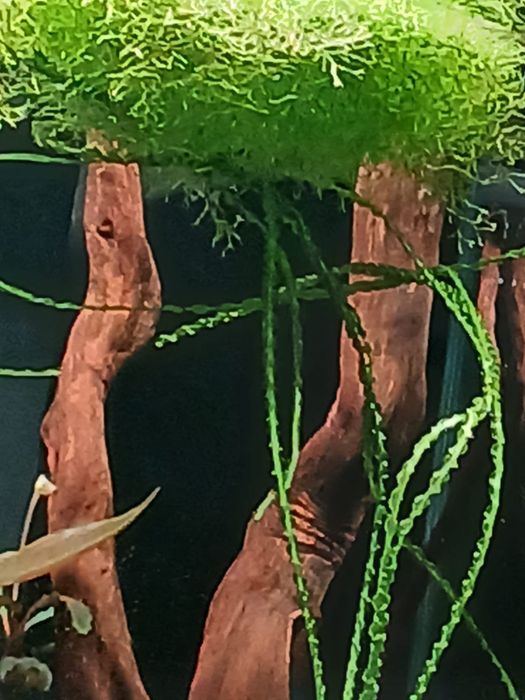 Wgłębka wodna do akwarium