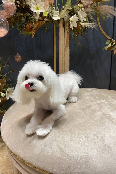 Вʼязка мальтезе