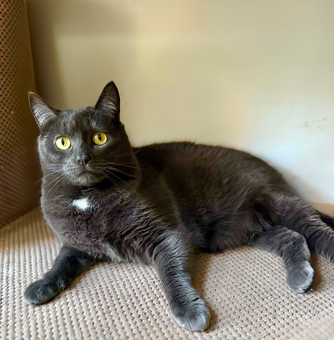 Лаура шукає свою люблячу маму!