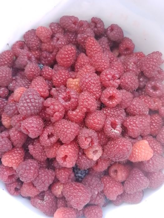 Продам саджанці малини