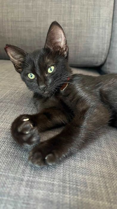 Gatinha bebé para adoção