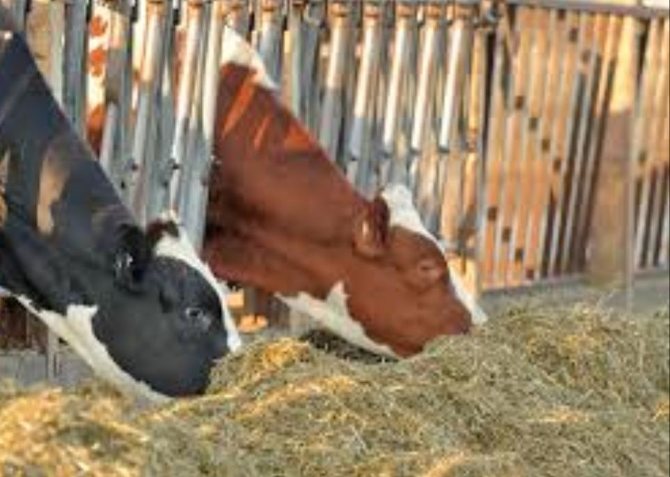 СІНО ДОСТАВКА ОТ 1 ШТ в тюках мешках (кукурузне и др), сено. В наличии